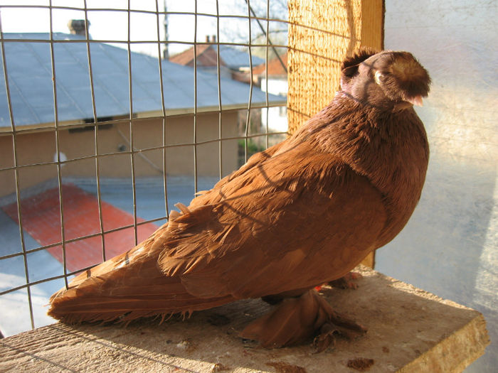 Picture 062 - Porumbei de Botosani
