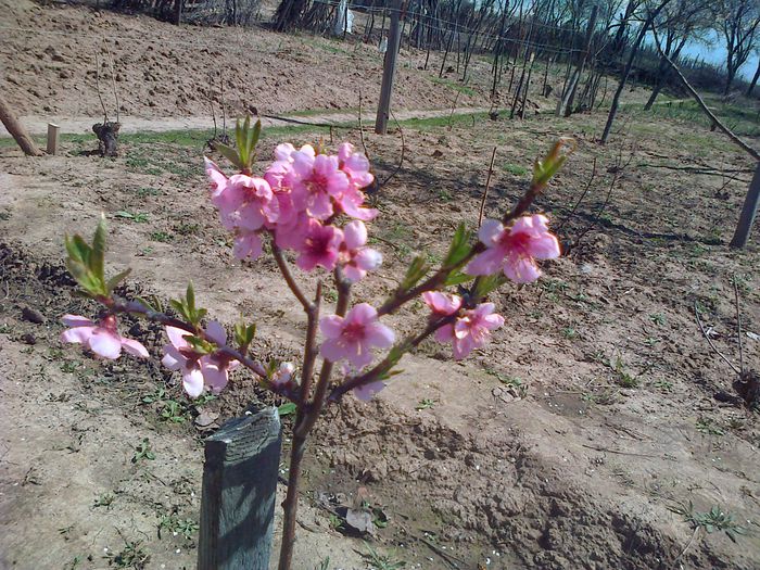 nectarinii in floare