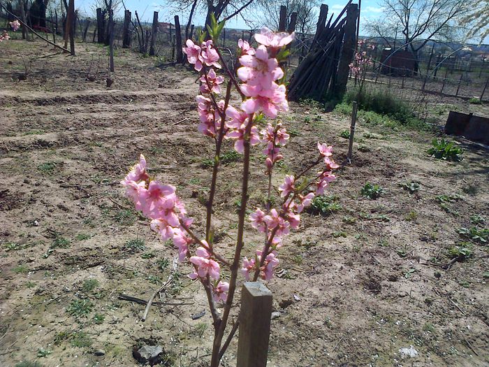 Nectarin Nectared; Sper sa tina fructele:)
