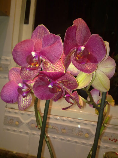 14.04 - orhidee salvata