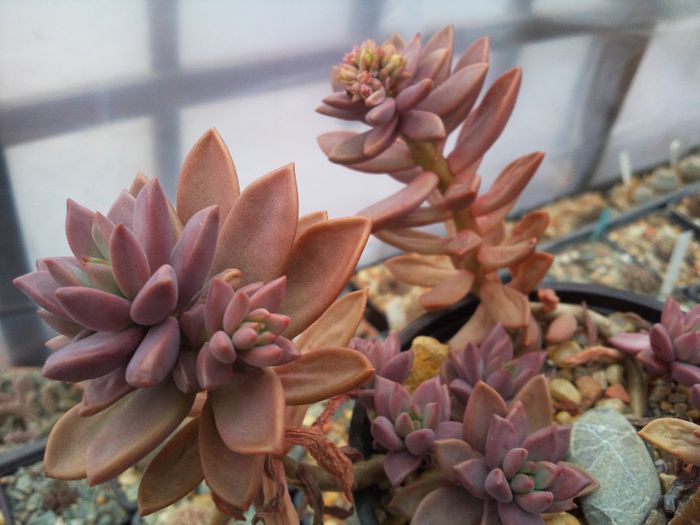 Graptosedum ''bronze''