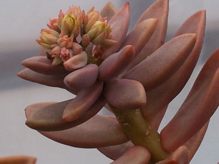 Graptosedum ''bronze''