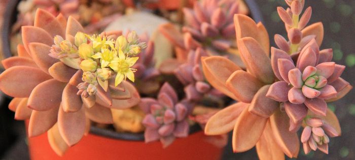 Graptosedum ''bronze''