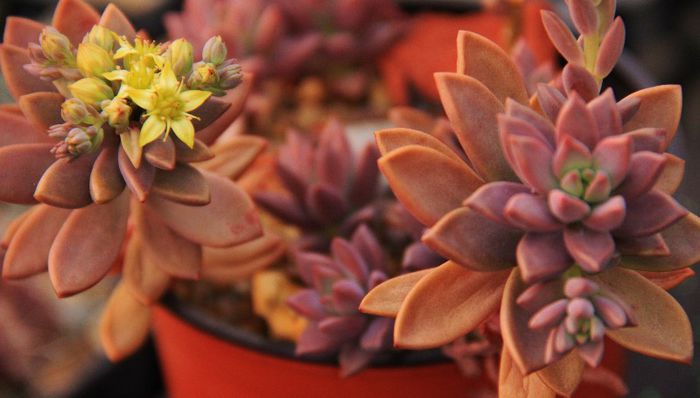 Graptosedum ''bronze''