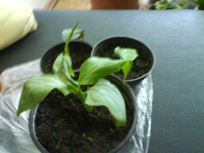 Spathiphyllum 4 RON; Spathiphyllum 4 RON
