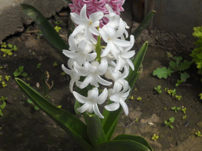 DSCN5206