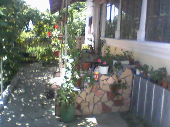 Fotografii-0143 - flori  diverse