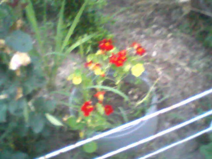 lovidragi  portocali; lovidragi portocali
