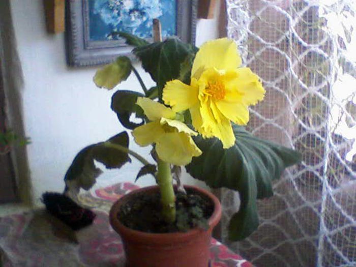 begonia - flori  diverse