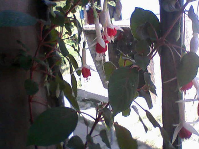 Fotografii-0157 - flori  diverse