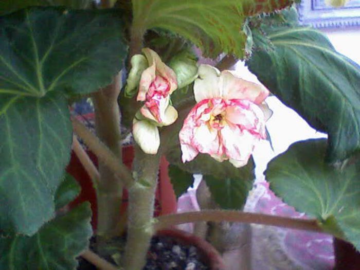 begonia - flori  diverse