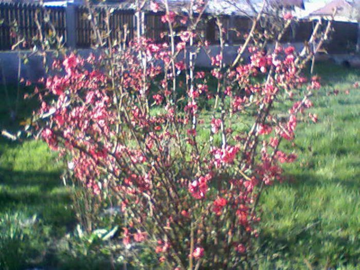 merisor  rosu - flori  diverse