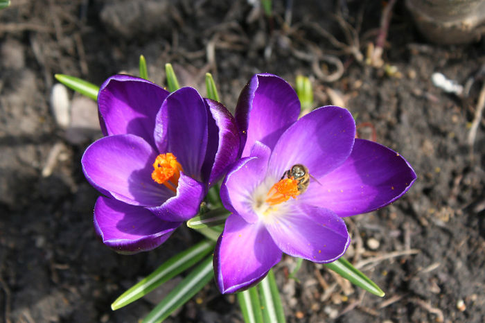 IMG_4197 - Crocus 2013