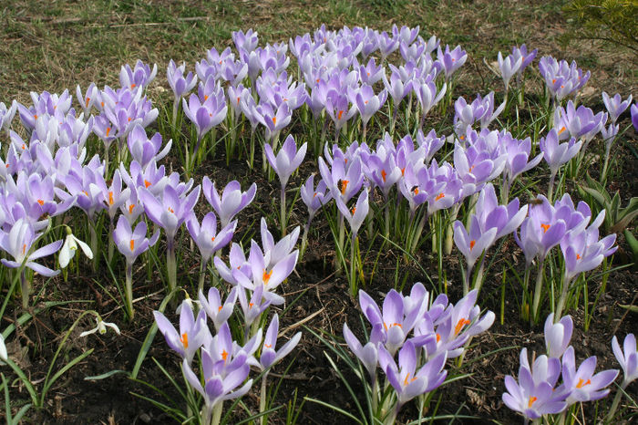 IMG_4200 - Crocus 2013