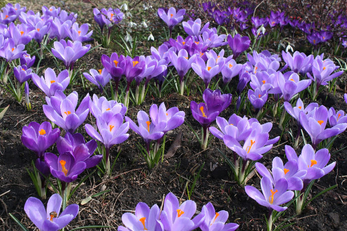 IMG_4201 - Crocus 2013
