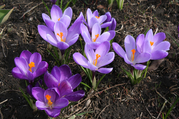 IMG_4202 - Crocus 2013