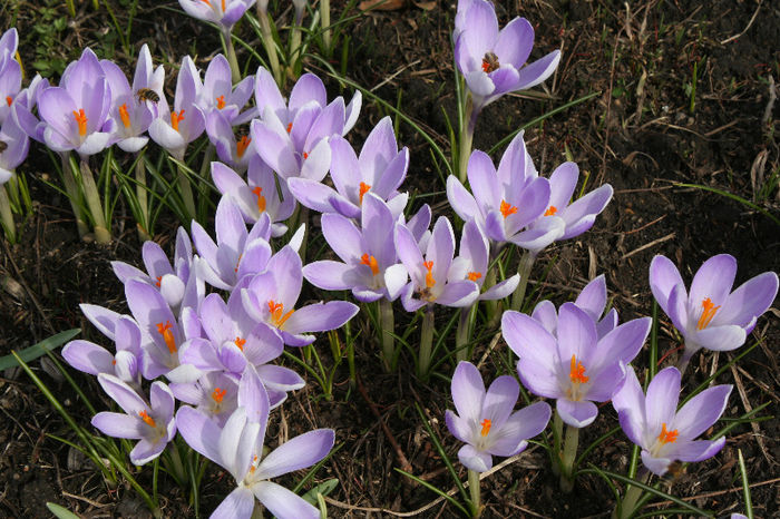 IMG_4203 - Crocus 2013