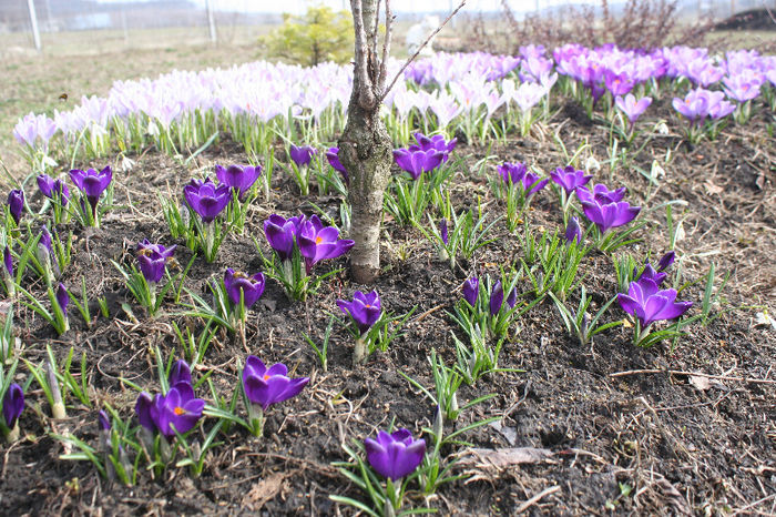 IMG_4204 - Crocus 2013