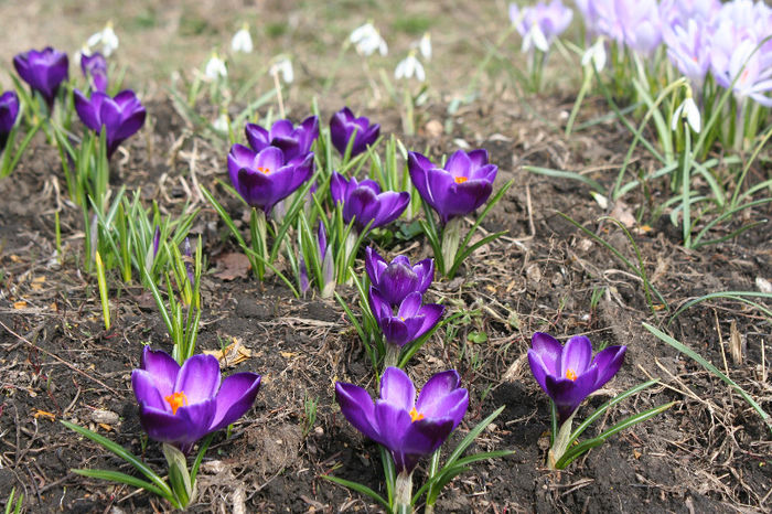 IMG_4205 - Crocus 2013