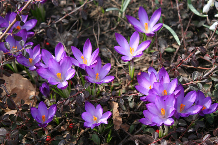 IMG_4208 - Crocus 2013
