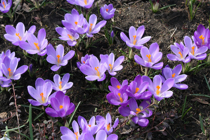 IMG_4209 - Crocus 2013
