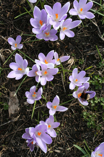 IMG_4210 - Crocus 2013