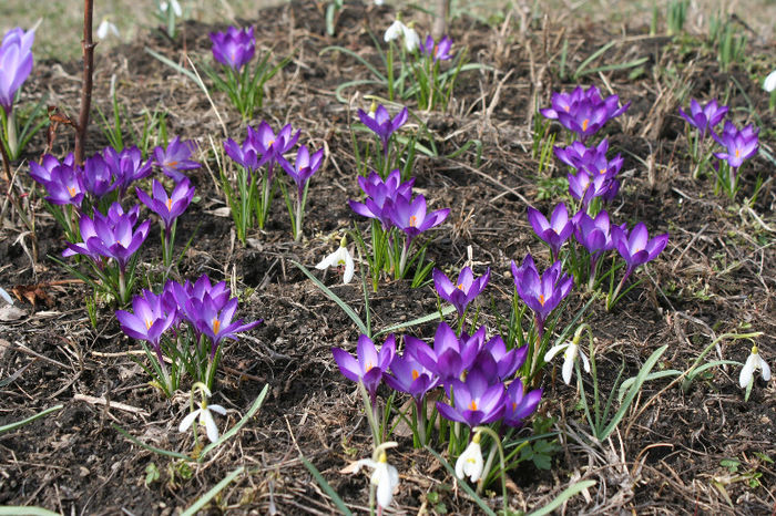 IMG_4212 - Crocus 2013