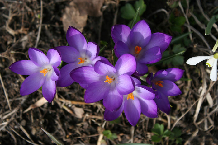 IMG_4213 - Crocus 2013