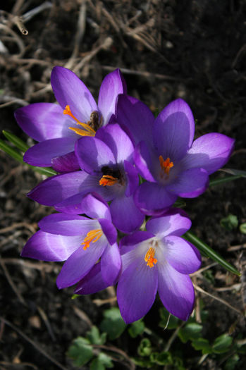 IMG_4214 - Crocus 2013