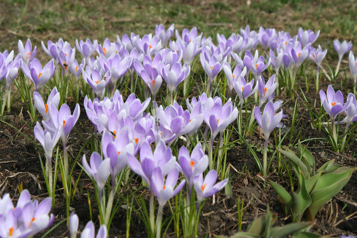 IMG_4216 - Crocus 2013