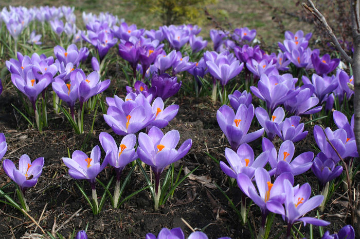 IMG_4217 - Crocus 2013