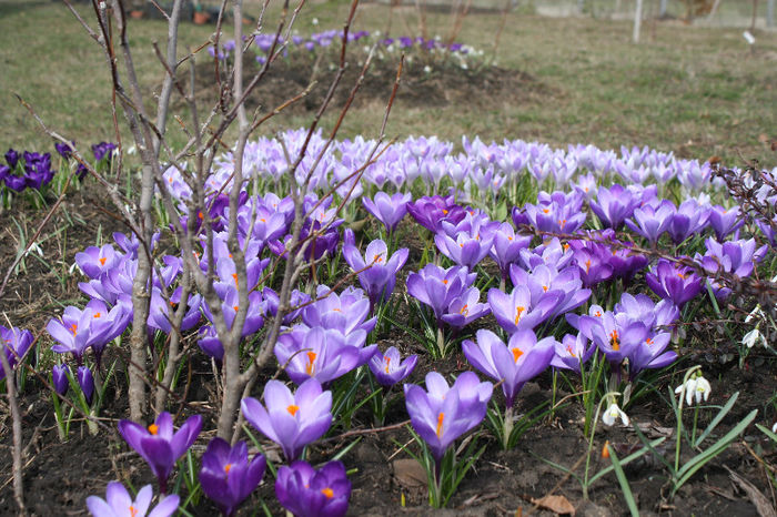 IMG_4218 - Crocus 2013