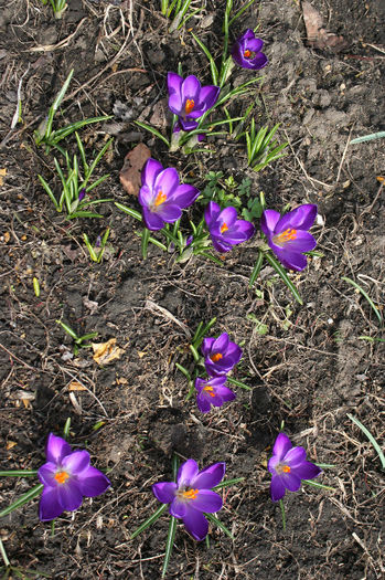 IMG_4226 - Crocus 2013