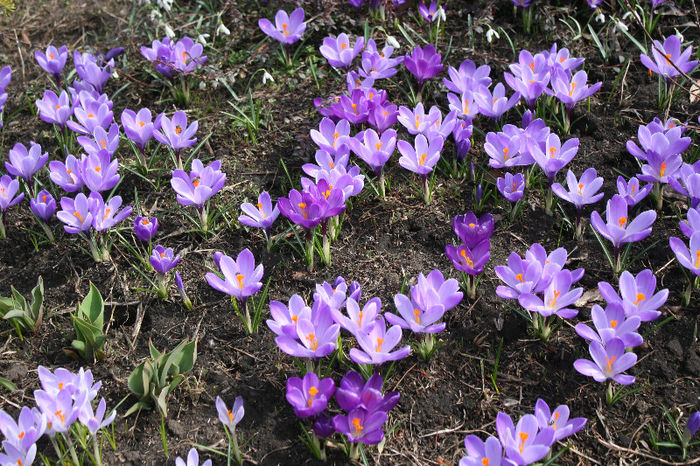 IMG_4227 - Crocus 2013