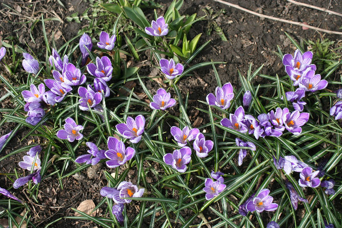 IMG_4230 - Crocus 2013