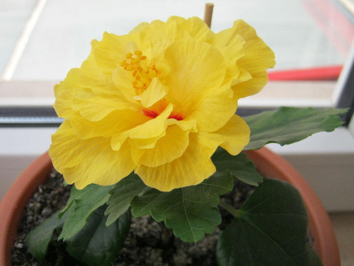 Hibiscus 03 - hibiscus 2013