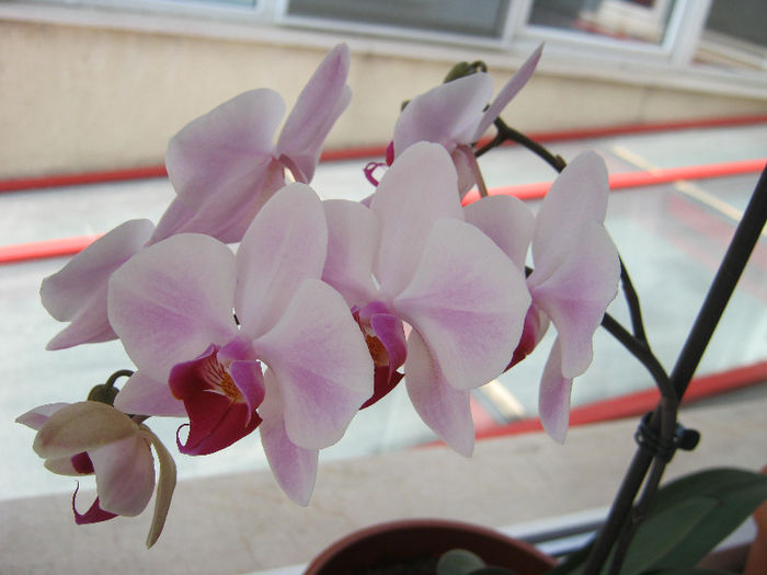 Orhidee - flori de apartament 2013
