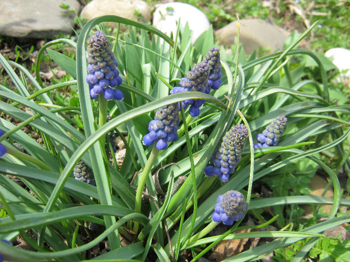 Muscari - gradina 2013