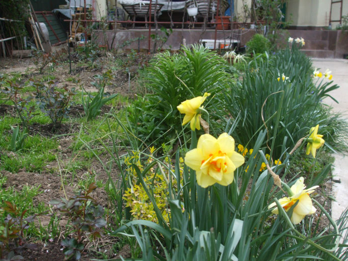 DSCF0298 - primavara