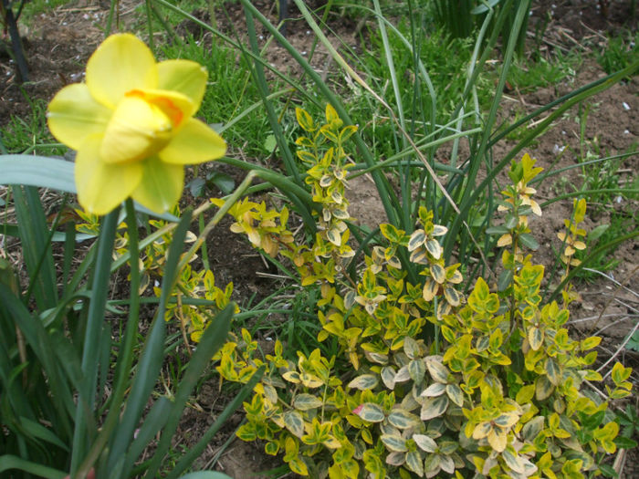 DSCF0299 - primavara