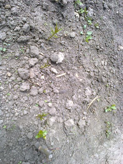 samburi piersic tardiv rasariti , plantati in martie; de la Ciprian , intre doua marcote M9
