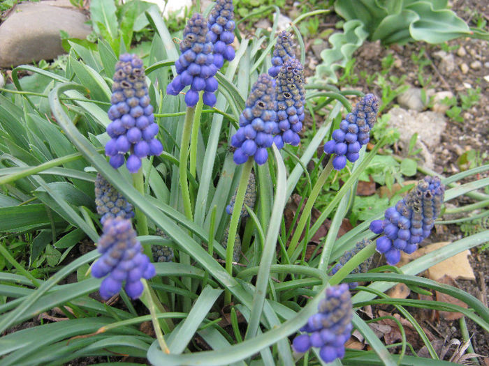 Muscari - gradina 2013