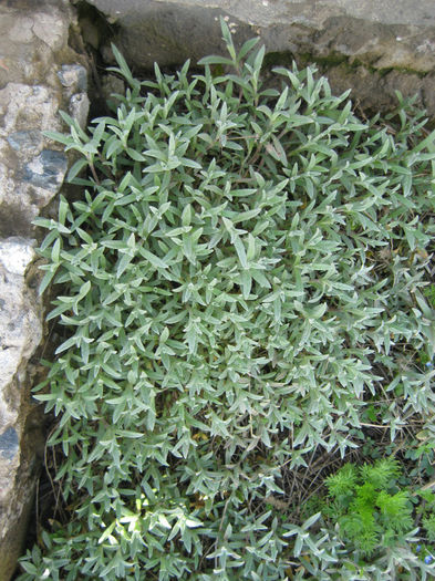 IMG_5694 - flori de gradina