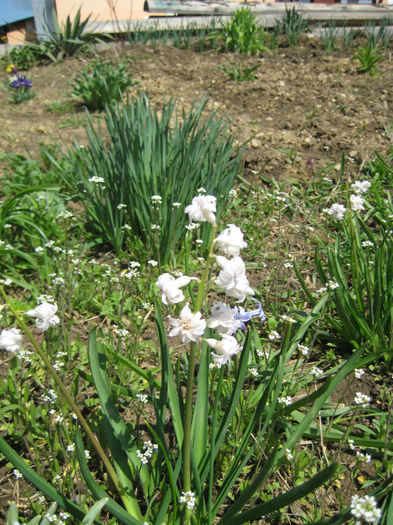 IMG_5695 - flori de gradina