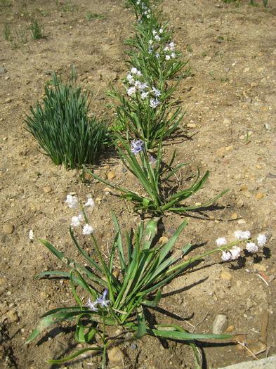 IMG_5697 - flori de gradina