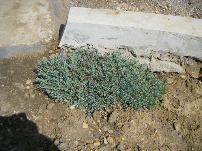 IMG_5699 - flori de gradina