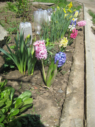 IMG_5700 - flori de gradina