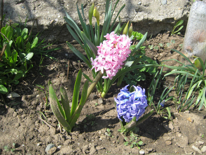 IMG_5701 - flori de gradina