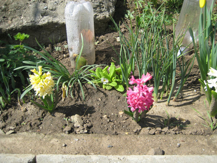 IMG_5702 - flori de gradina