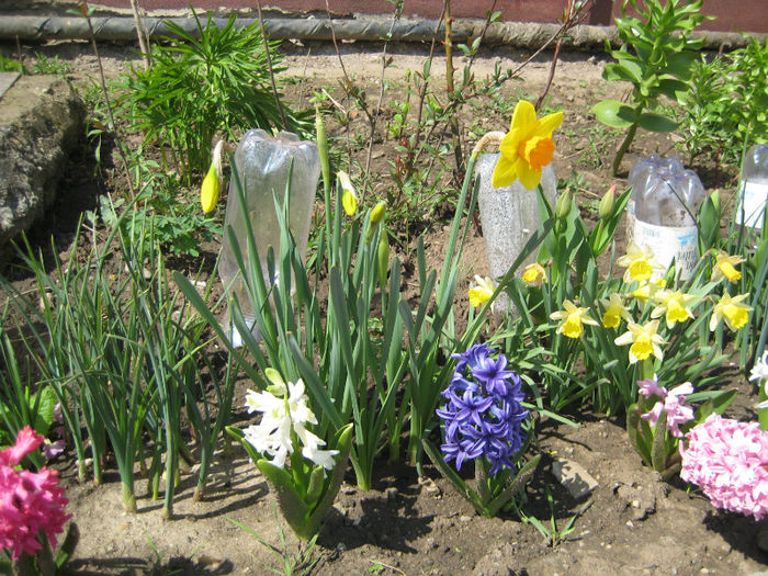 IMG_5704 - flori de gradina